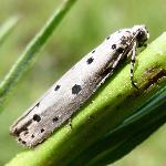 Ethmia circumdatella